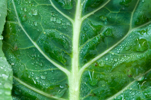 Ingridient of the Month - Collard Greens