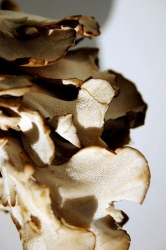 San Francisco CYJ - Maitake mushroom