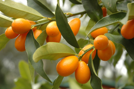 Kumquats