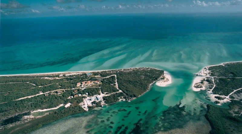 parrot cay