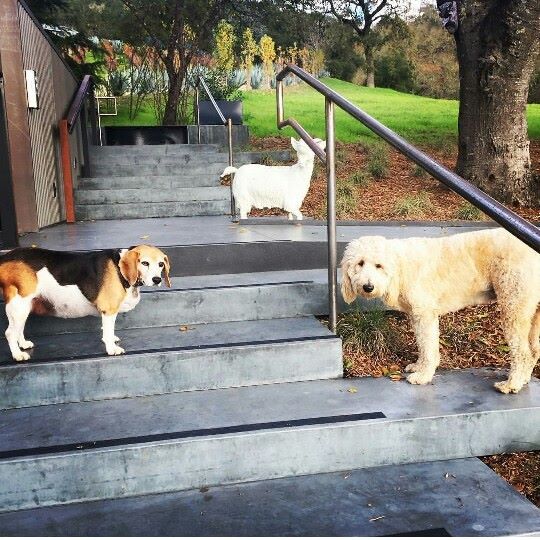 Three dogs standing on outdoor steps. 