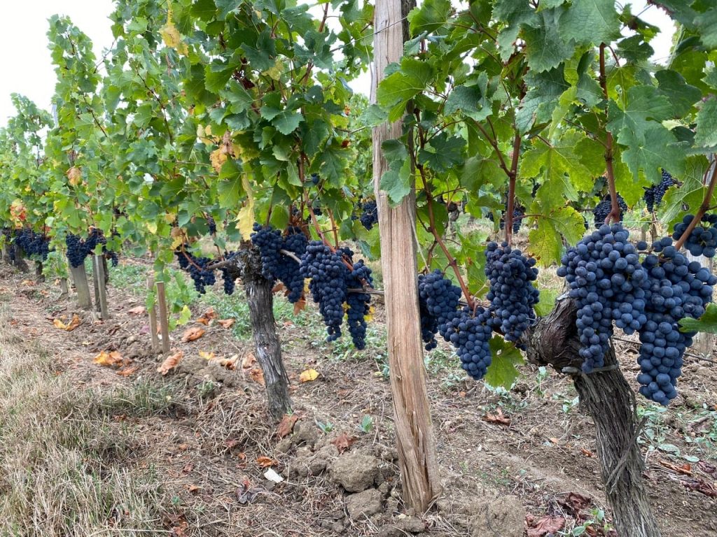 Row of grapes on the vine at a vineyard. 