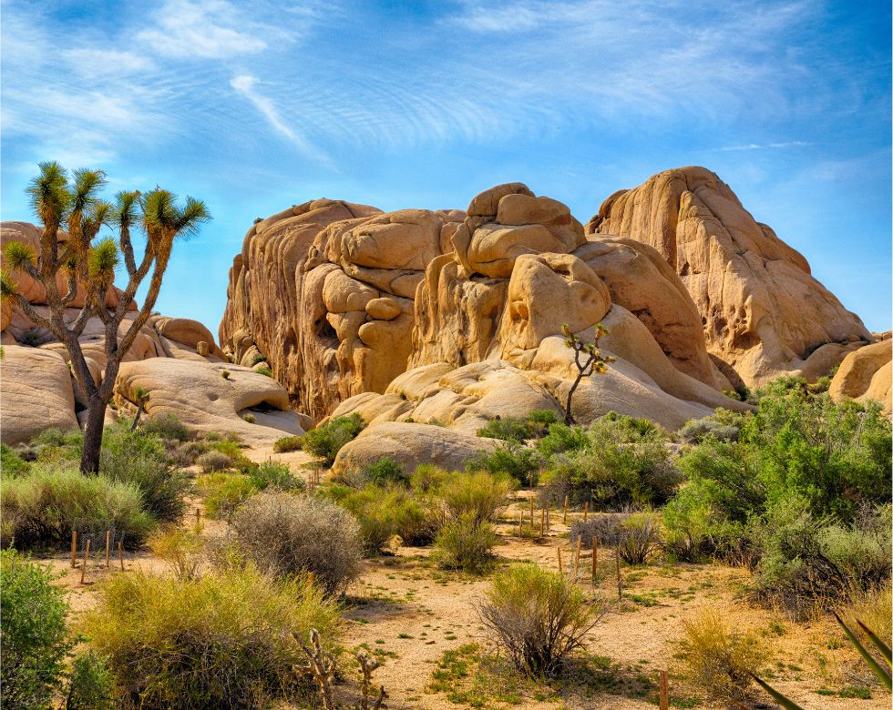 Joshua Tree National Park