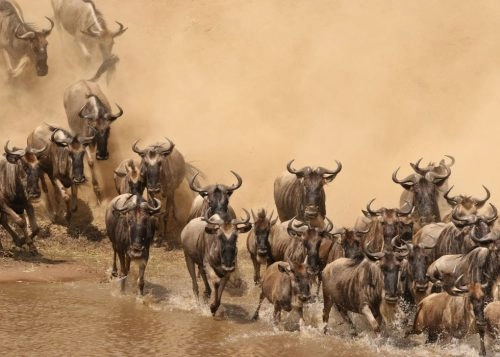 Great Migration River Crossing
