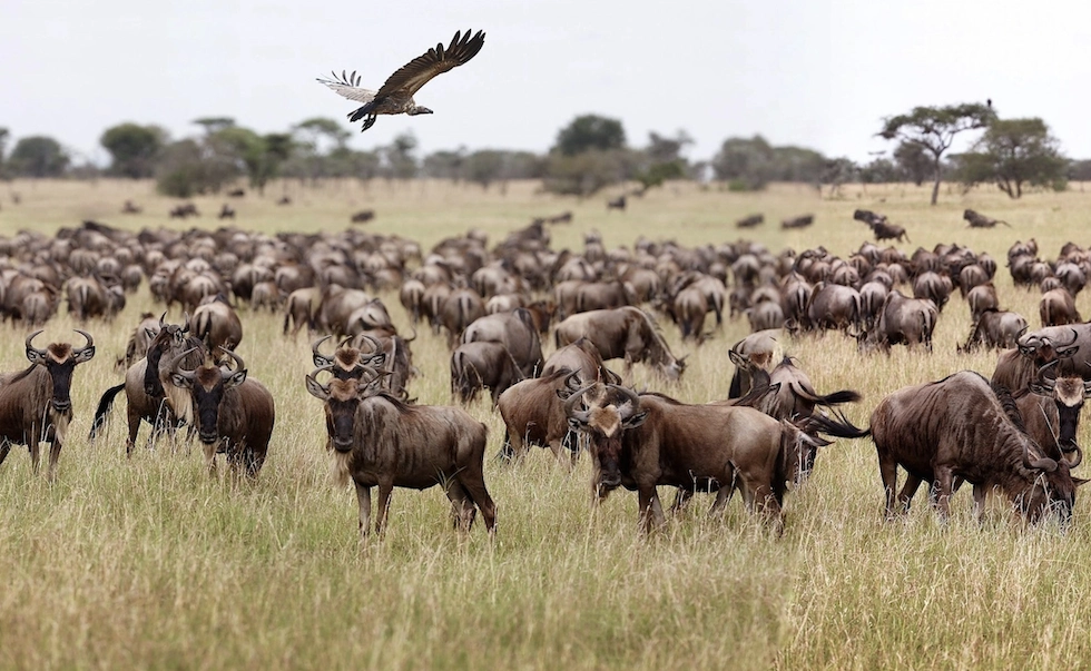 What is the Great Migration