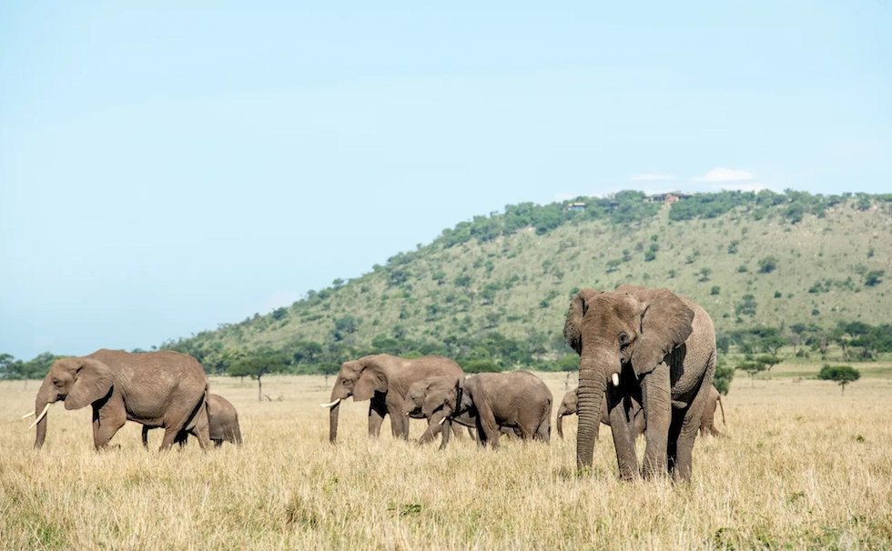 When and Where to See the Great Migration