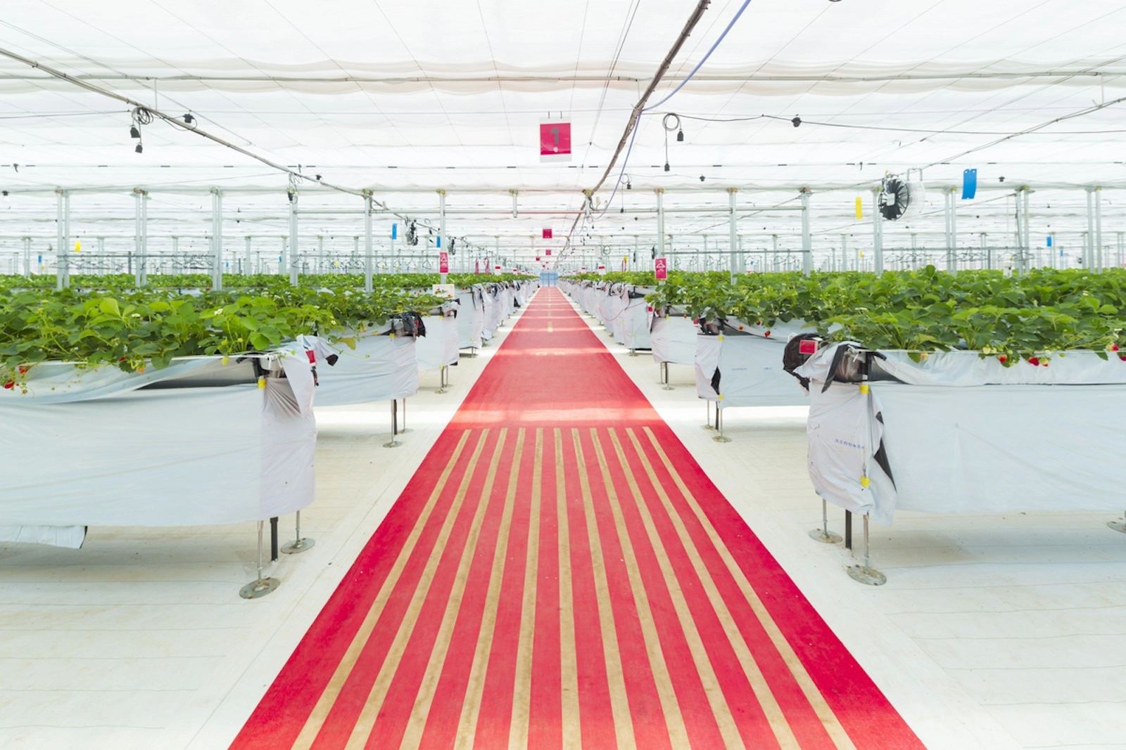 Japan strawberry season, strawberry picking