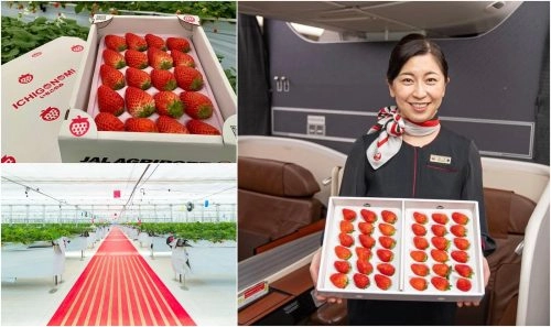 Japan strawberry season, strawberry picking