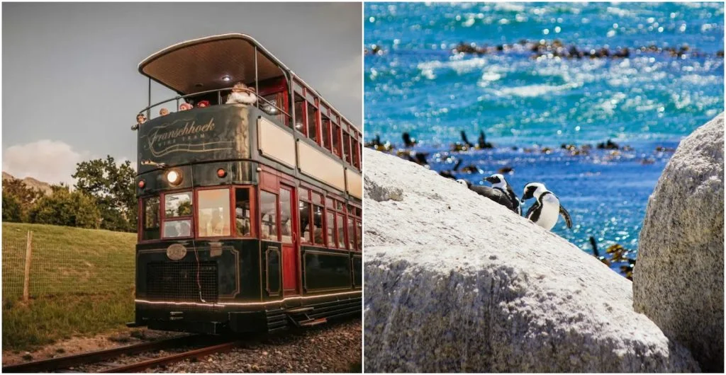 Wine tram and African penguins in Cape Town