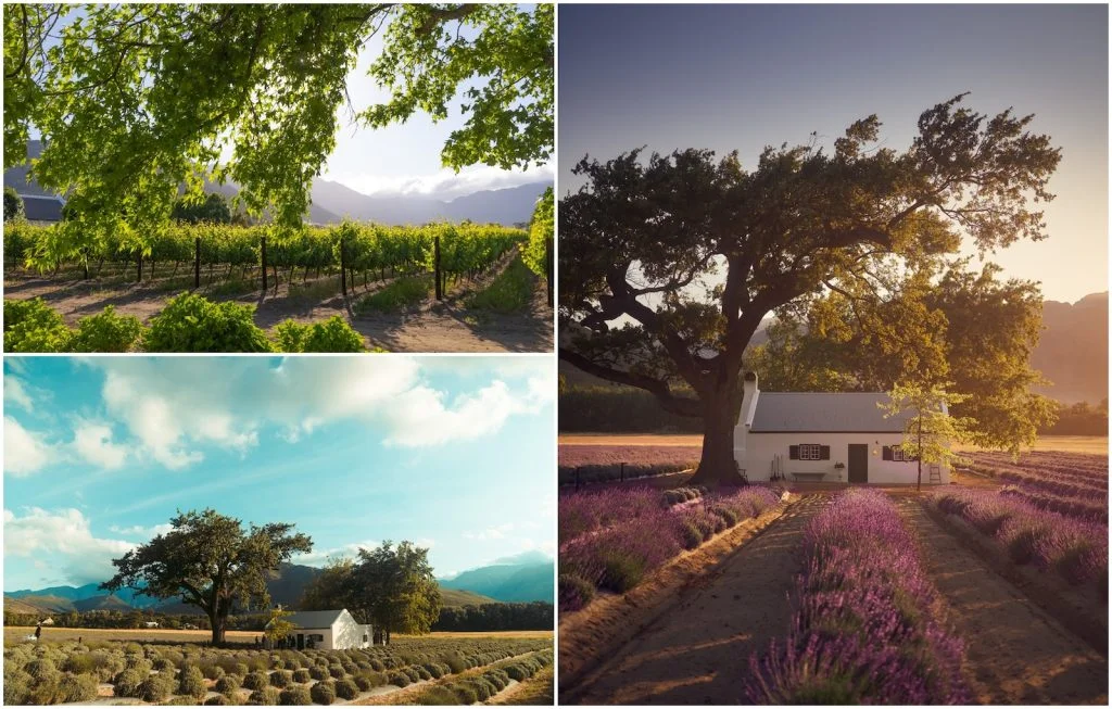 JAN Franschhoek Cape Town