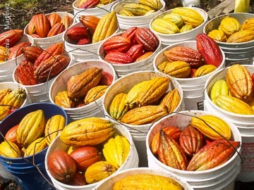 Freshly harvested cacao pods at Kokoleka Lani, Courtesy of Kokoleka Lani Farms