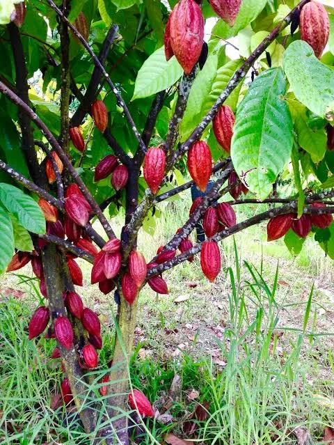 Courtesy of Kokoleka Lani Farm 